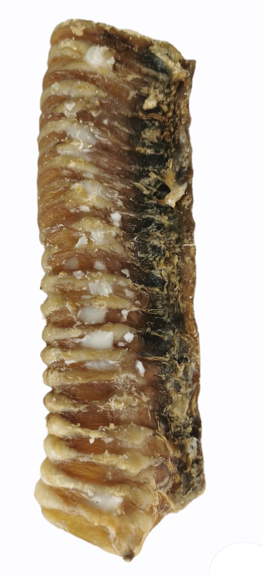 Kalbstrache 14-17 cm 2 Stück — Foto 3