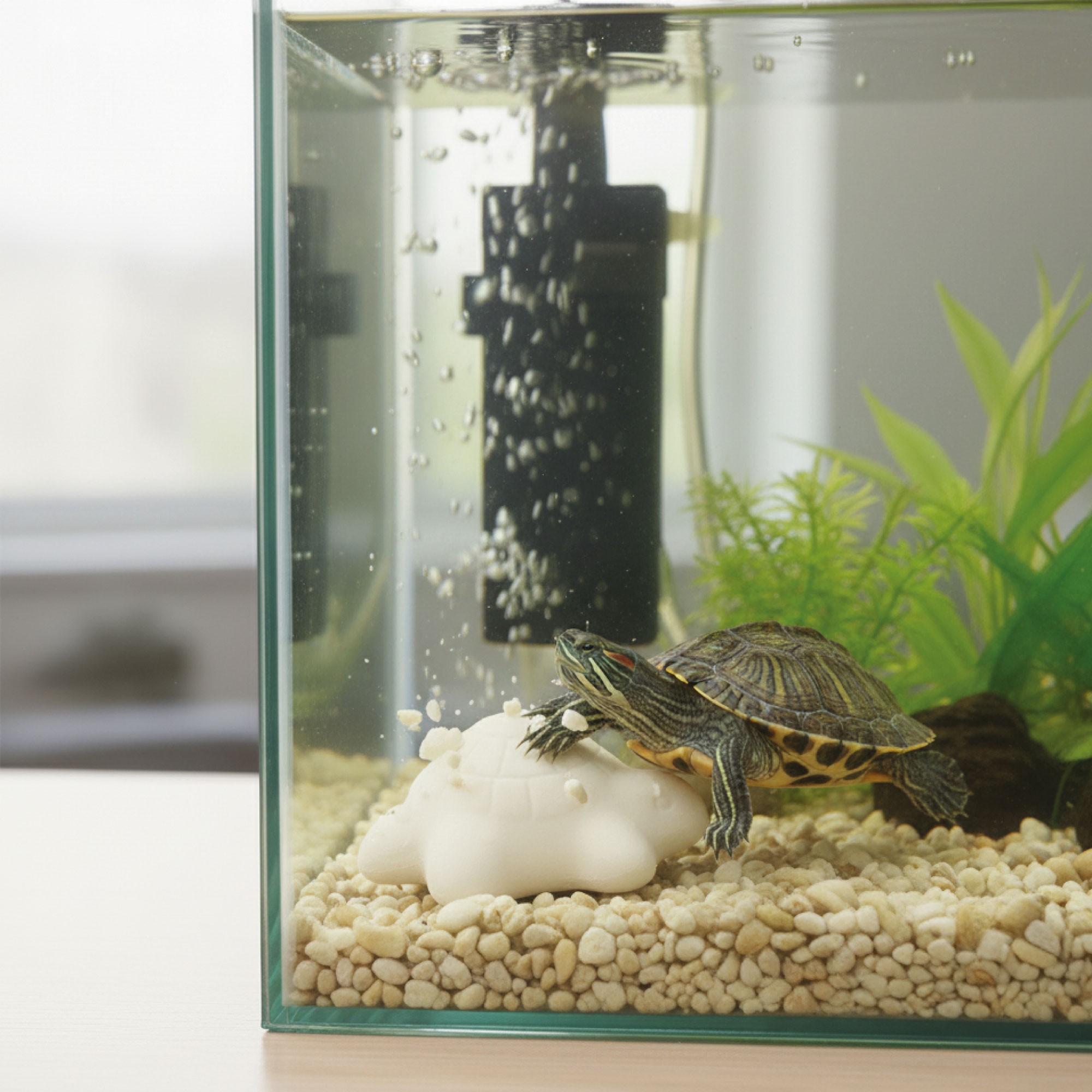 Moly Calcium Schildkröten - Präsentation 30 Blöcke — Foto 5