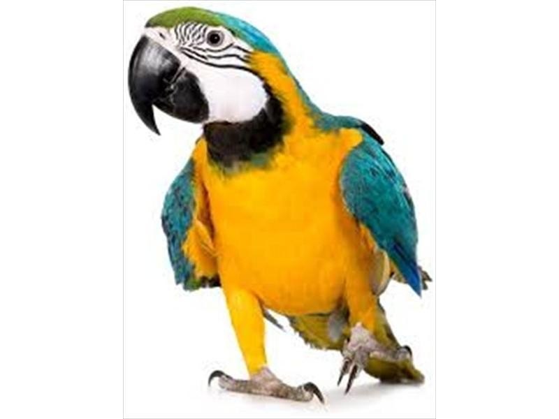 Käfig Tucan 61,5 x 56,5 x 168 cm — Foto 3