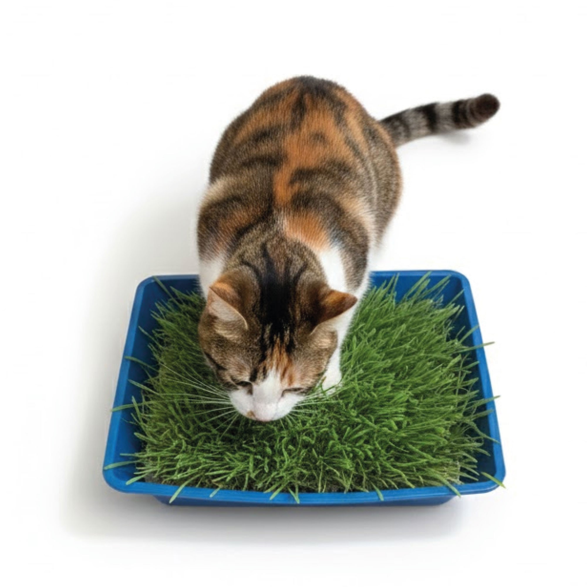 Katzengras Kit Moly 100 g mit Kompaktplatte — Foto 3