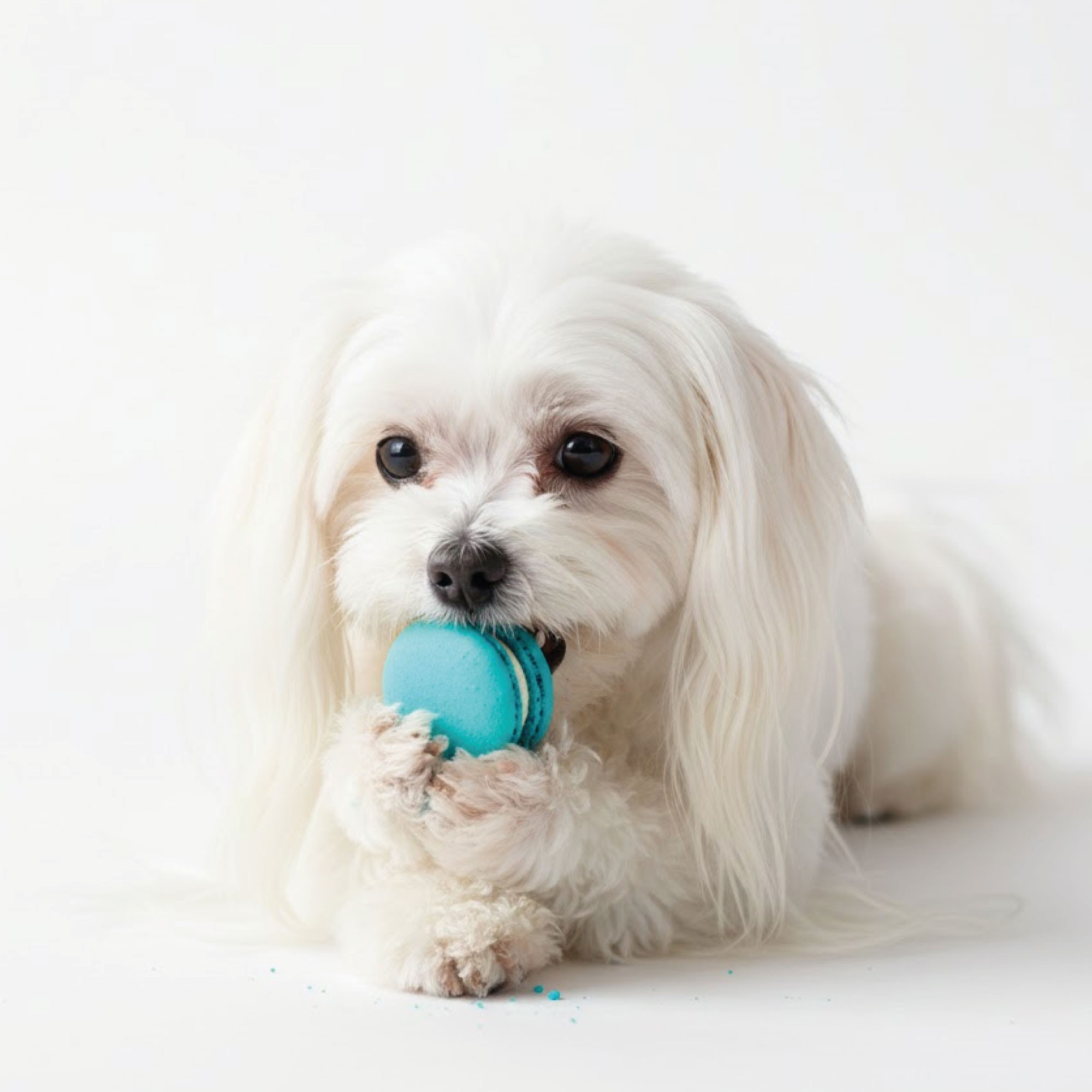 Dose mit 15 Makronen für Hunde Moly — Foto 10