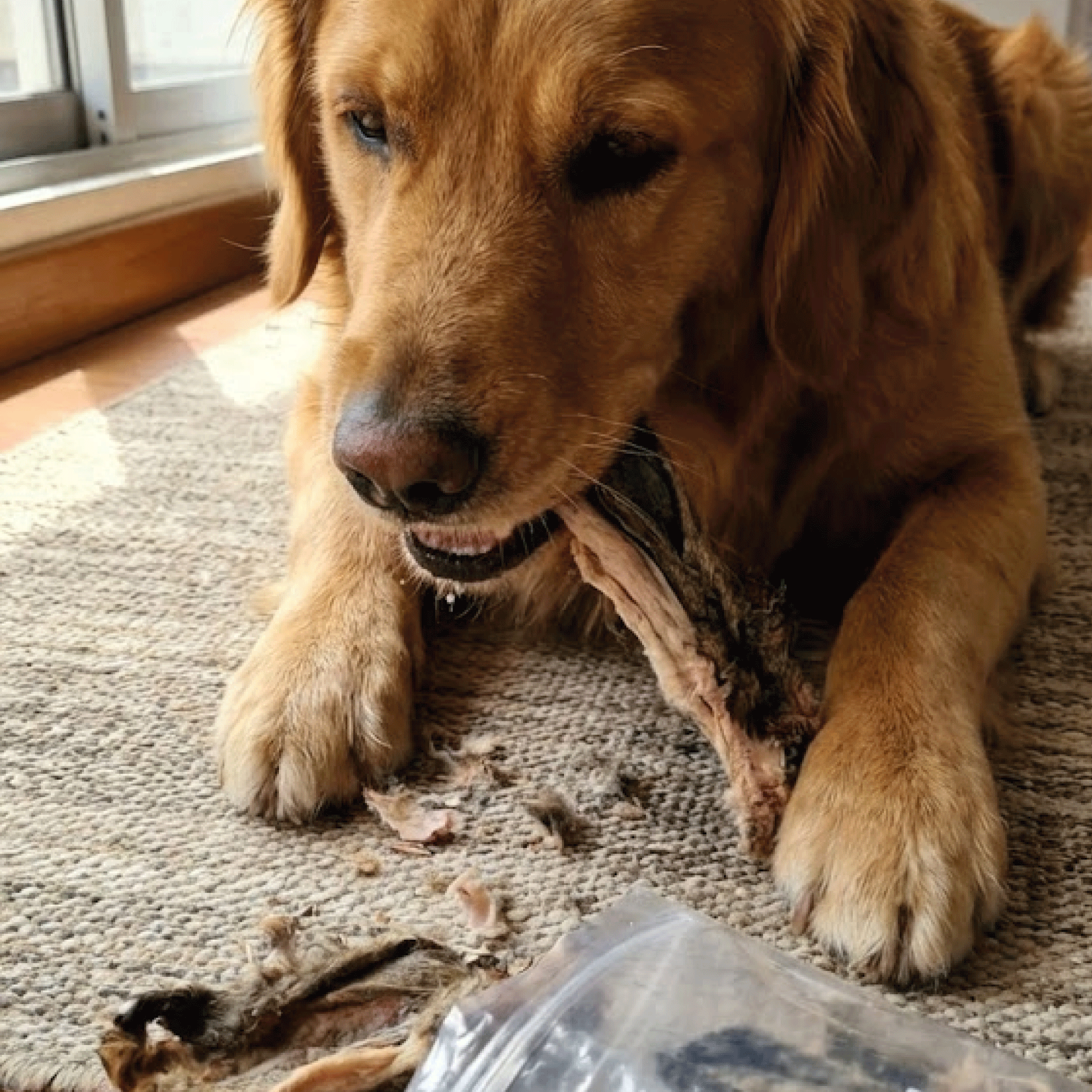 Hasenohren mit Haaren für Hunde 500 Gramm — Foto 2