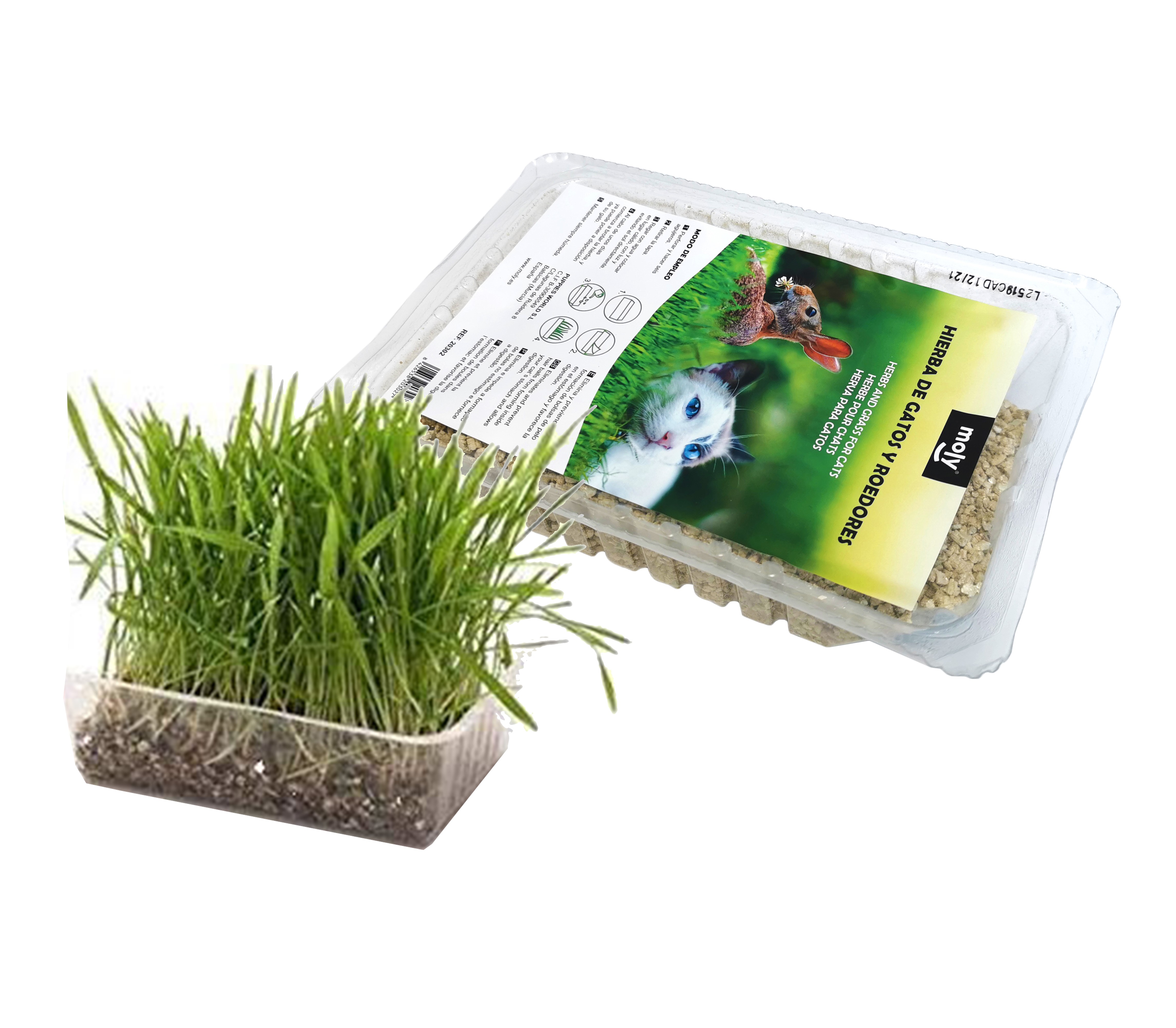 Katzengras-Schale ca. 100 g Moly