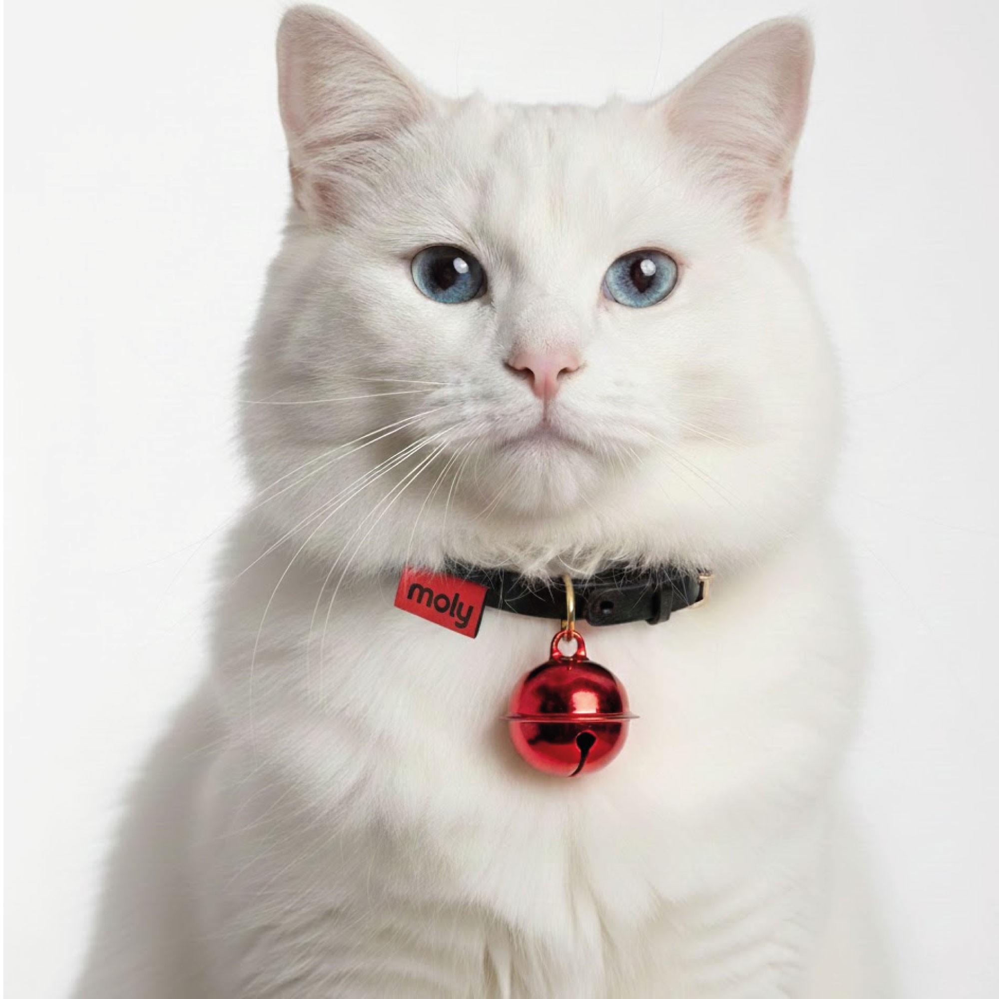 Präsentation x 24 Bunte Glöckchen für Tiere — Foto 2