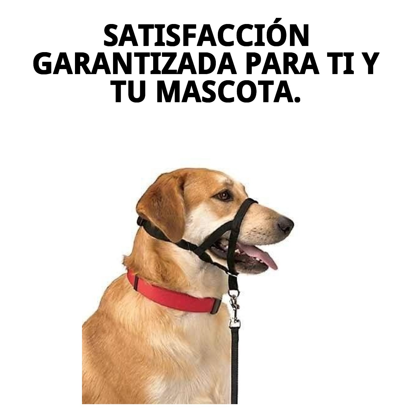Halsband Dog Control N.4 38cm — Foto 9