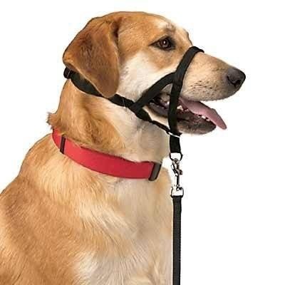 Halsband Dog Control N.5 42cm — Foto 2